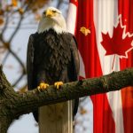 The Real Difference Between American Eagles and Canadian Maple Leafs